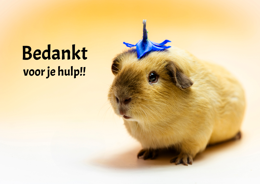 Cavia bedank kaart - Bedankkaartjes Bedankkaartjes - Cavia bedank kaart