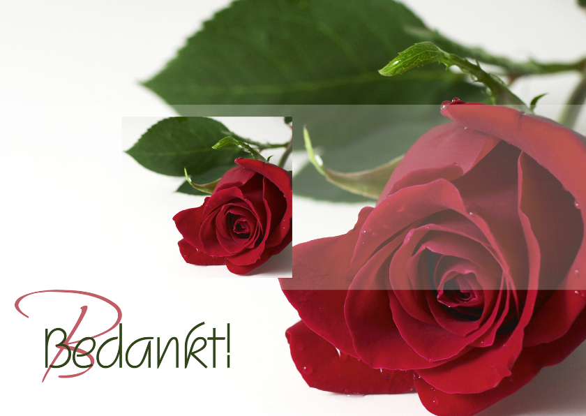 Rozenkaart Bedankt - Bedankkaartjes Bedankkaartjes - Rozenkaart Bedankt