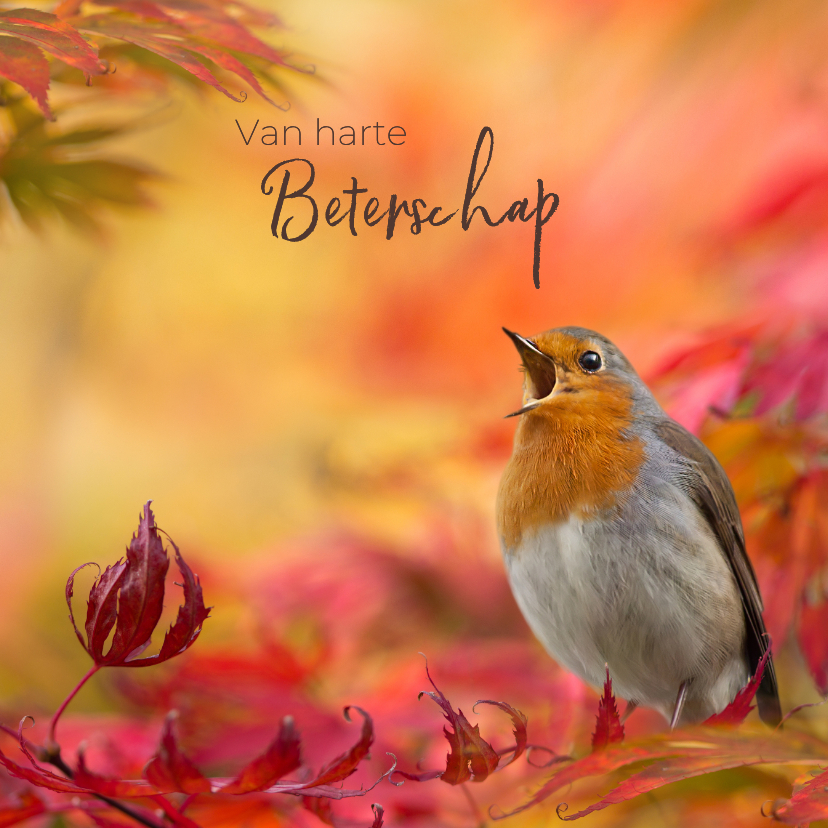 Beterschapskaarten - Beter met herfstroodborst
