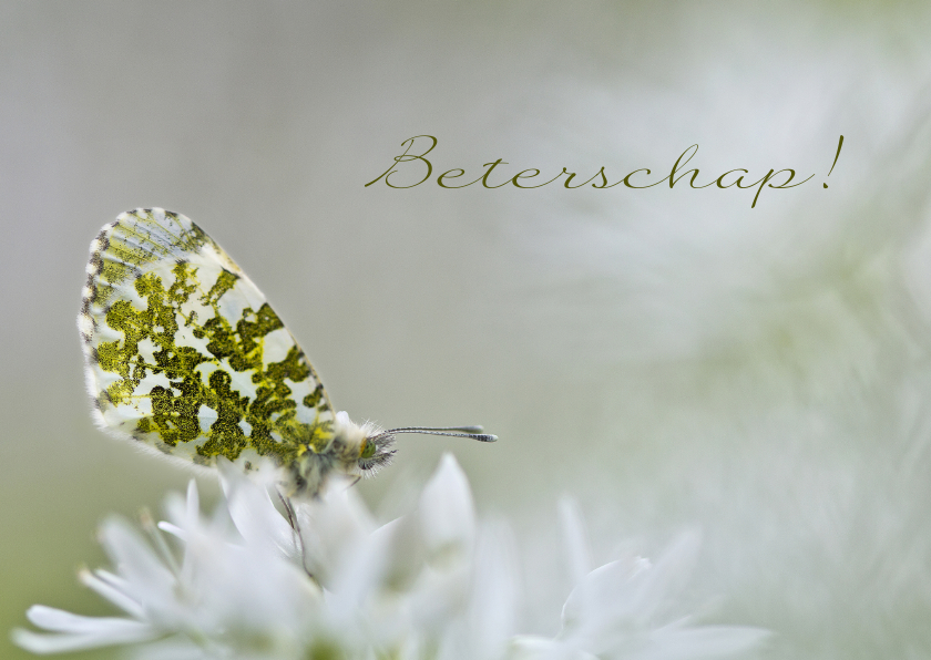 Beter met oranjetipje - Beterschapskaarten Beterschapskaarten - Beter met oranjetipje
