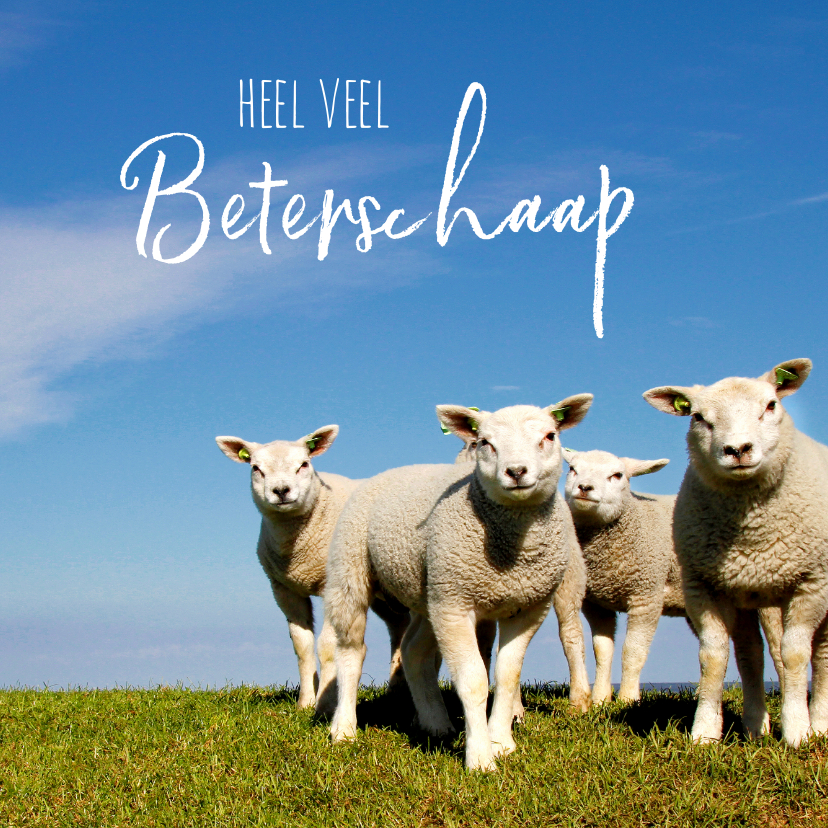 Beterschapskaarten - Beterschaap lieve lammetjes