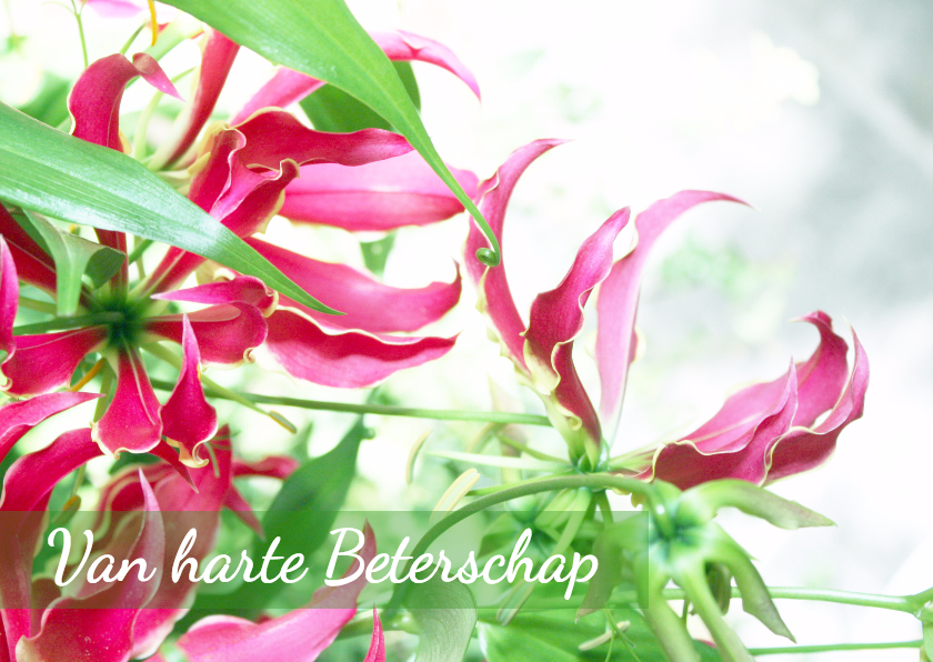 Beterschap dromerig roze&groen - Beterschapskaarten Beterschapskaarten - Beterschap dromerig roze&groen