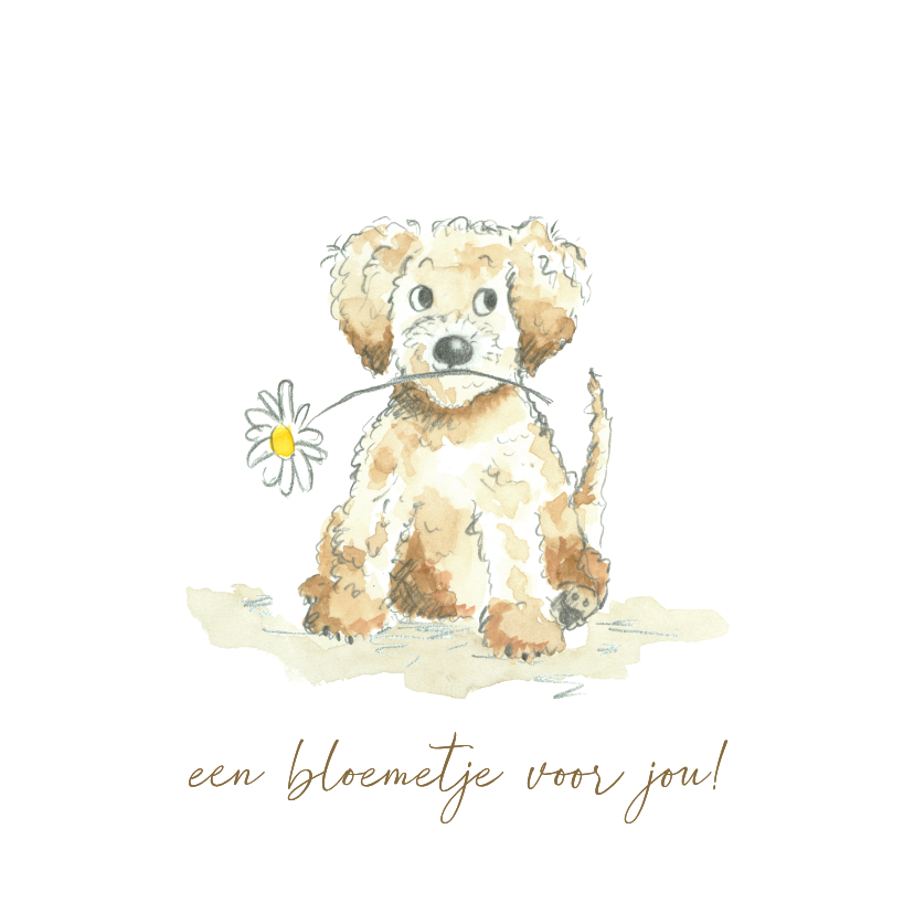 Beterschapskaarten - Beterschap - Labradoodle met bloem