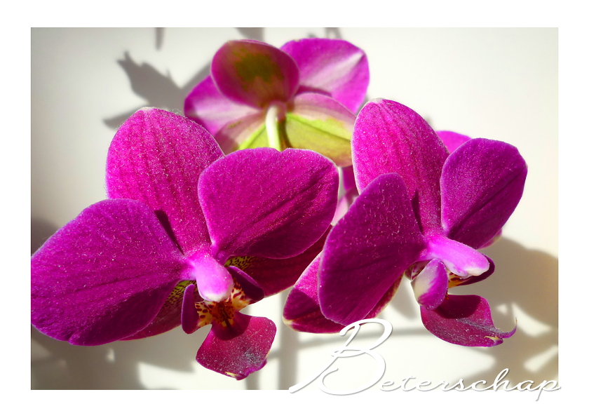 Beterschap Orchidee trio - Beterschapskaarten Beterschapskaarten - Beterschap Orchidee trio
