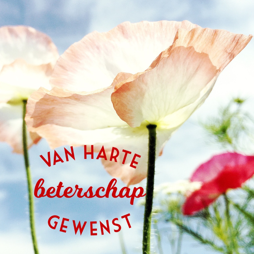 Beterschapkaart klaproos - LB - Beterschapskaarten Beterschapskaarten - Beterschapkaart klaproos - LB