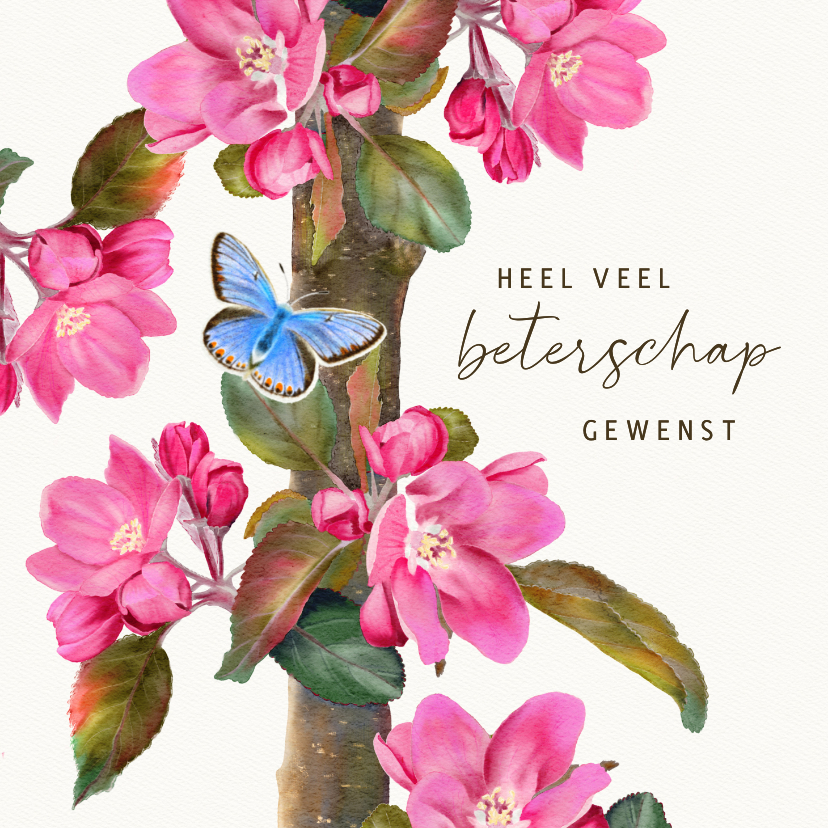 Beterschapskaart appelbloesem - Beterschapskaarten Beterschapskaarten - Beterschapskaart appelbloesem