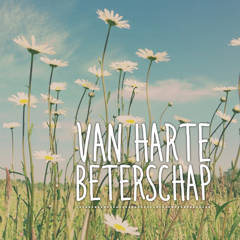 beterschapskaart kamille - LB - Beterschapskaarten Beterschapskaarten - beterschapskaart kamille - LB