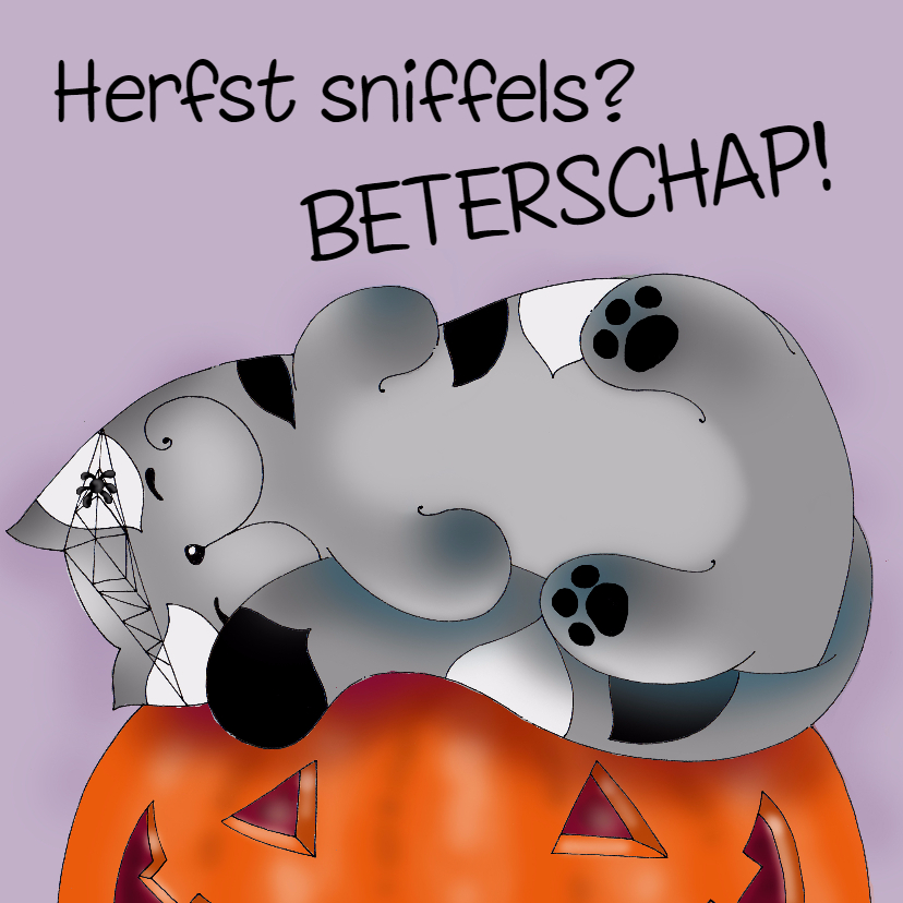 Beterschapskaart Kat slaapt op pompoen - SK - Beterschapskaarten Beterschapskaarten - Beterschapskaart Kat slaapt op pompoen - SK
