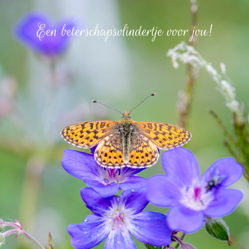 Beterschapskaarten - Beterschapskaart met oranje vlinder op paarse geranium