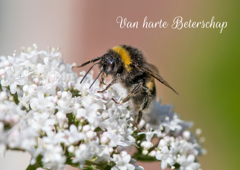 Beterschapskaarten - Beterschapskaart met valeriaanbloem en een hommeltje