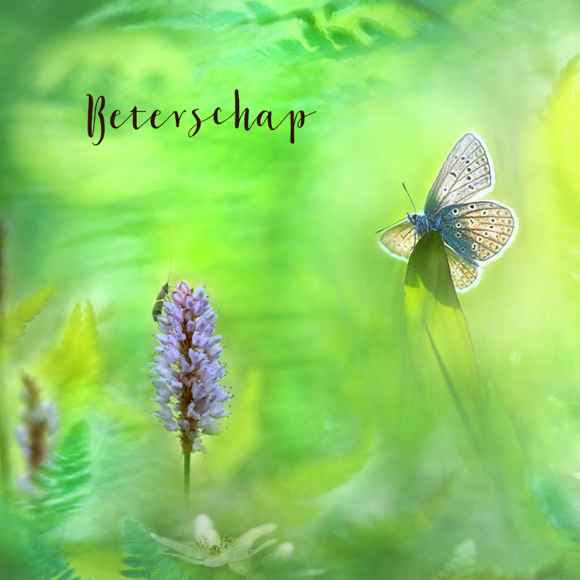 Beterschapskaart met vlinder - Beterschapskaarten Beterschapskaarten - Beterschapskaart met vlinder