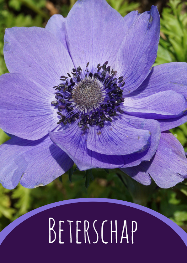 Beterschapskaart Paarse Bloem - SK - Beterschapskaarten Beterschapskaarten - Beterschapskaart Paarse Bloem - SK