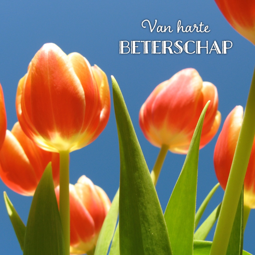 beterschapskaart tulpen II - LB - Beterschapskaarten Beterschapskaarten - beterschapskaart tulpen II - LB