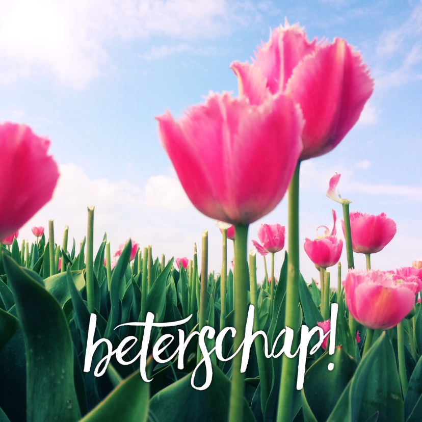 beterschapskaart tulpen V - LB - Beterschapskaarten Beterschapskaarten - beterschapskaart tulpen V - LB