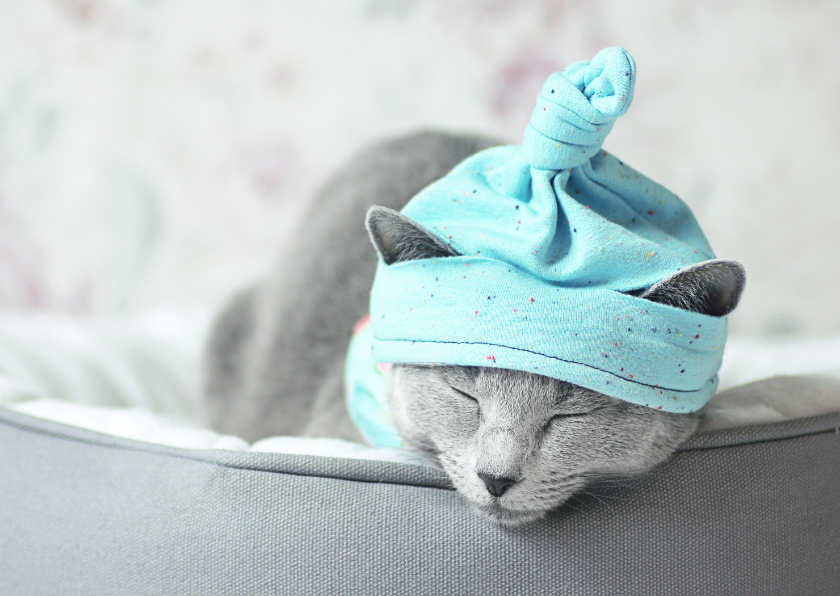 Beterschapskaart van een slapende kitten met een mutsje - Beterschapskaarten Beterschapskaarten - Beterschapskaart van een slapende kitten met een mutsje