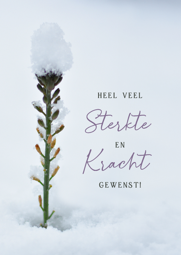 Beterschapskaarten - Beterschapskaart winter een plantje dat uit sneeuw steekt