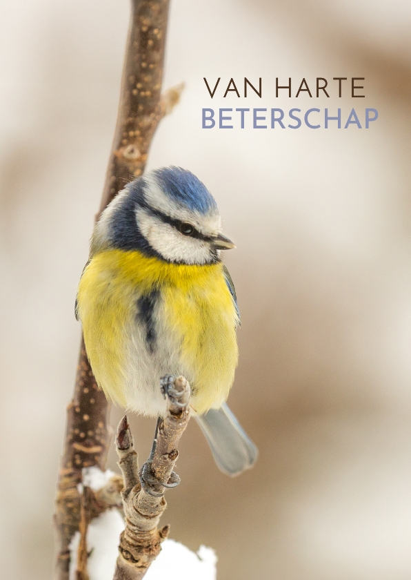 Beterschapskaart winter pimpelmees - Beterschapskaarten Beterschapskaarten - Beterschapskaart winter pimpelmees