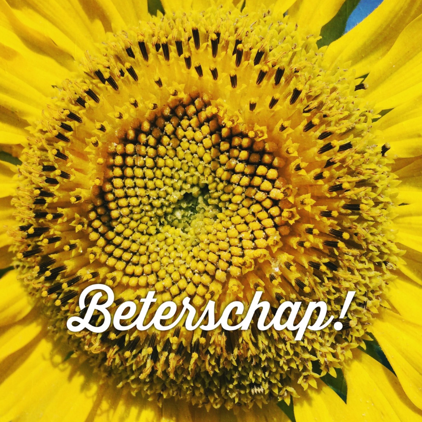beterschapskaart zonnebloem - LB - Beterschapskaarten Beterschapskaarten - beterschapskaart zonnebloem - LB