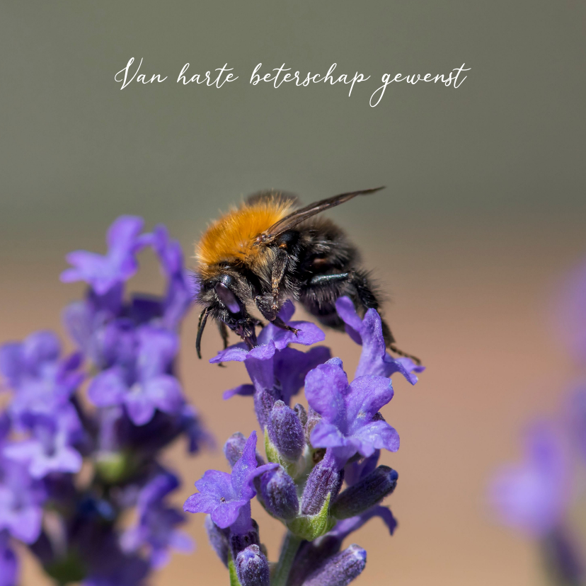 Beterschapskaarten - Dierenkaart met paarse bloemen en een bij