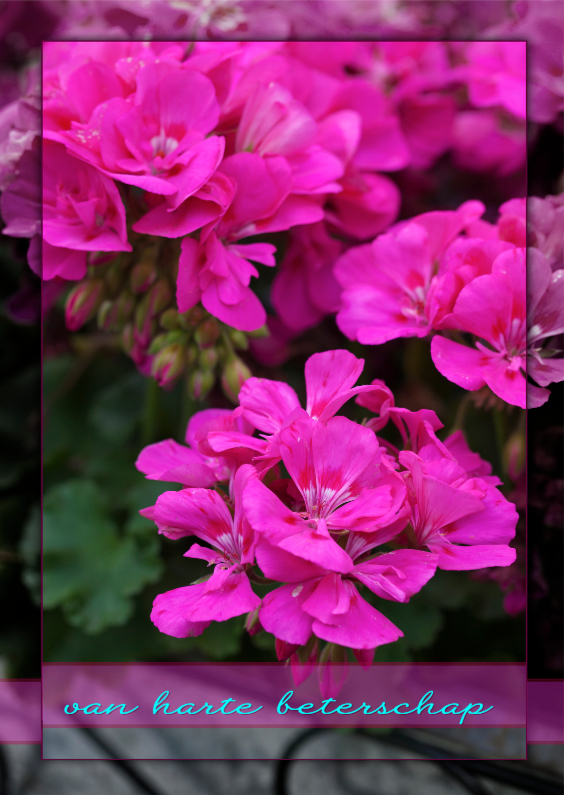 geraniums - Beterschapskaarten Beterschapskaarten - geraniums