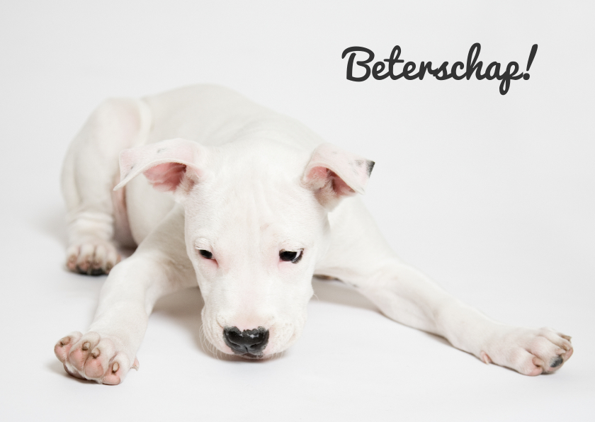 Gevloerde puppy - Beterschapskaarten Beterschapskaarten - Gevloerde puppy