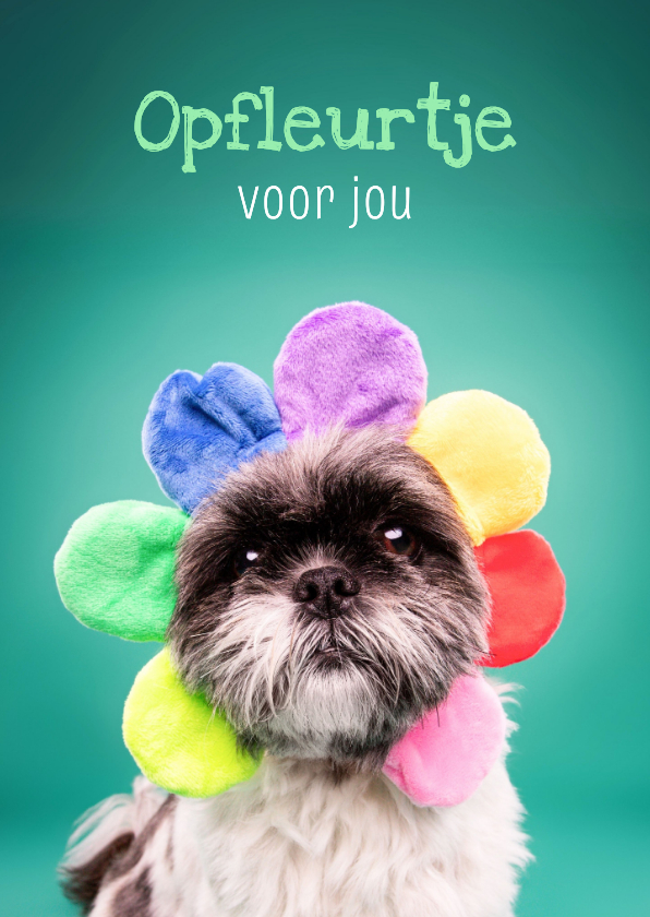 Beterschapskaarten - Grappig en lieve beterschapskaart van hond met bloemenmuts