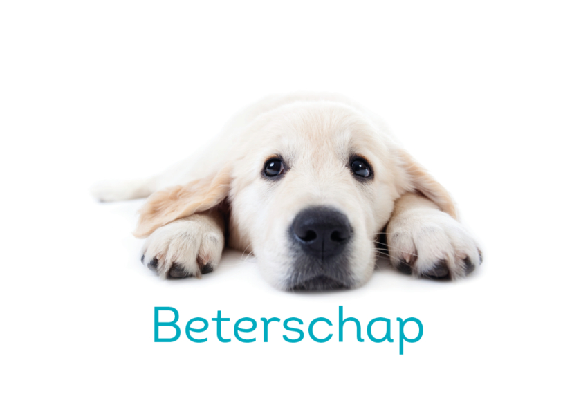 Beterschapskaarten - KNGF geleidehond beterschapkaart een opkikkertje voor jou
