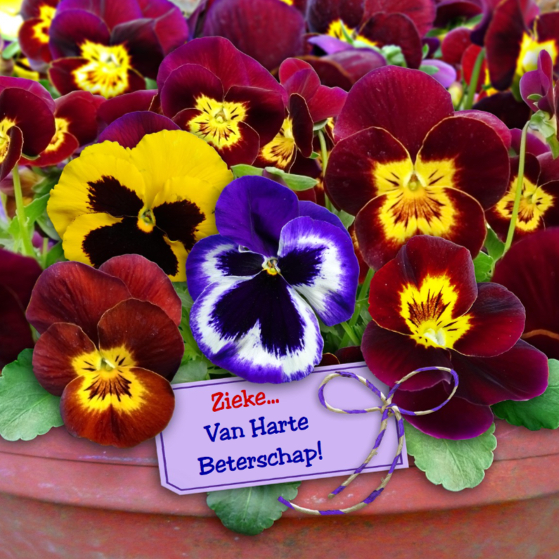 Leuke beterschapskaart met gemengde Violen in stenen pot - Beterschapskaarten Beterschapskaarten - Leuke beterschapskaart met gemengde Violen in stenen pot