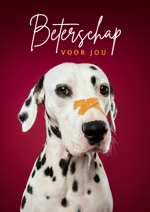 Beterschapskaarten - Lieve beterschapskaart van dalmatier met pleister