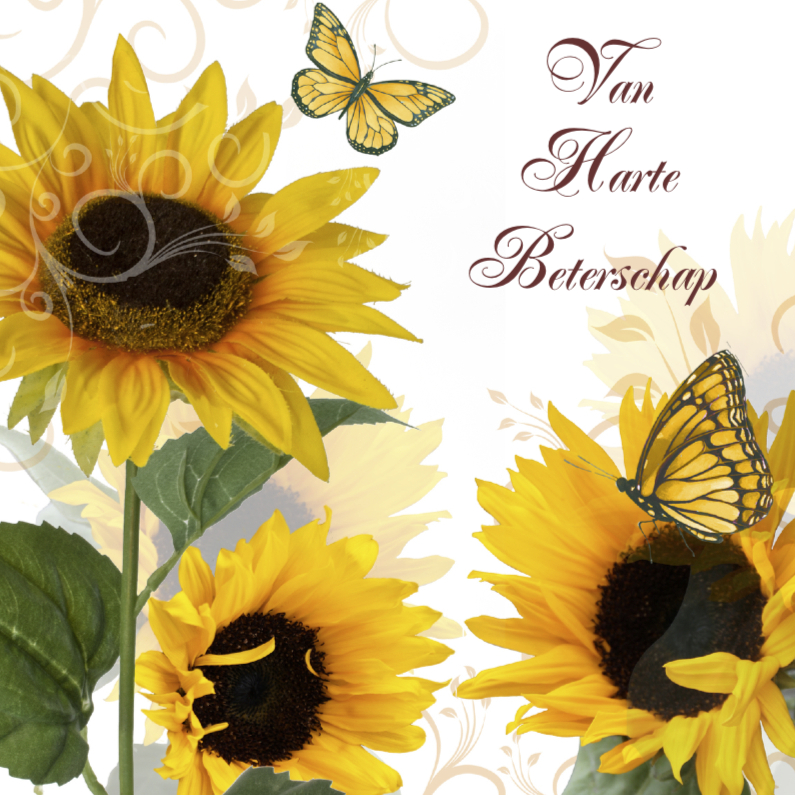 Van Harte Beterschap zonnebloemen - Beterschapskaarten Beterschapskaarten - Van Harte Beterschap zonnebloemen