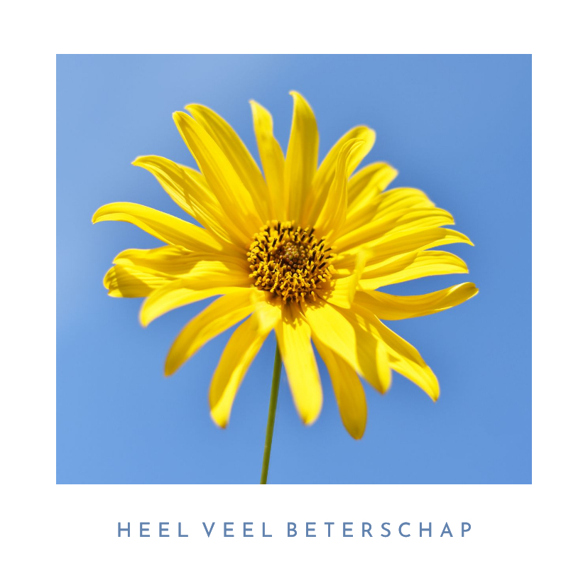 Beterschapskaarten - Zonnige beterschapskaart met foto van een zonnebloem