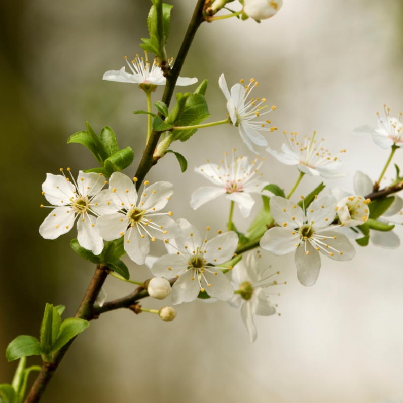 4K Witte bloesem - Condoleancekaarten Condoleancekaarten - 4K Witte bloesem