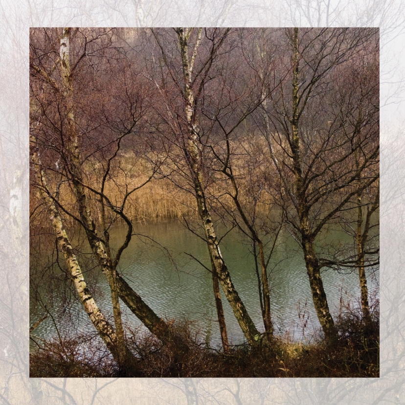 Berkenbomen voor waterkanaal - Condoleancekaarten Condoleancekaarten - Berkenbomen voor waterkanaal