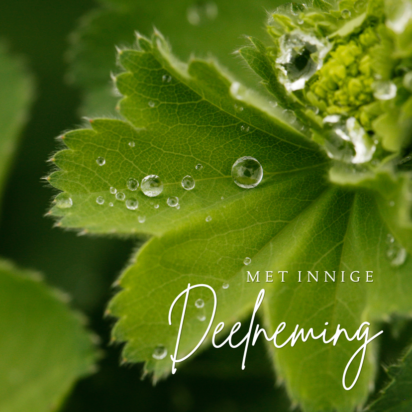 Condoleance Dauwdruppels Natuur - Condoleancekaarten Condoleancekaarten - Condoleance Dauwdruppels Natuur