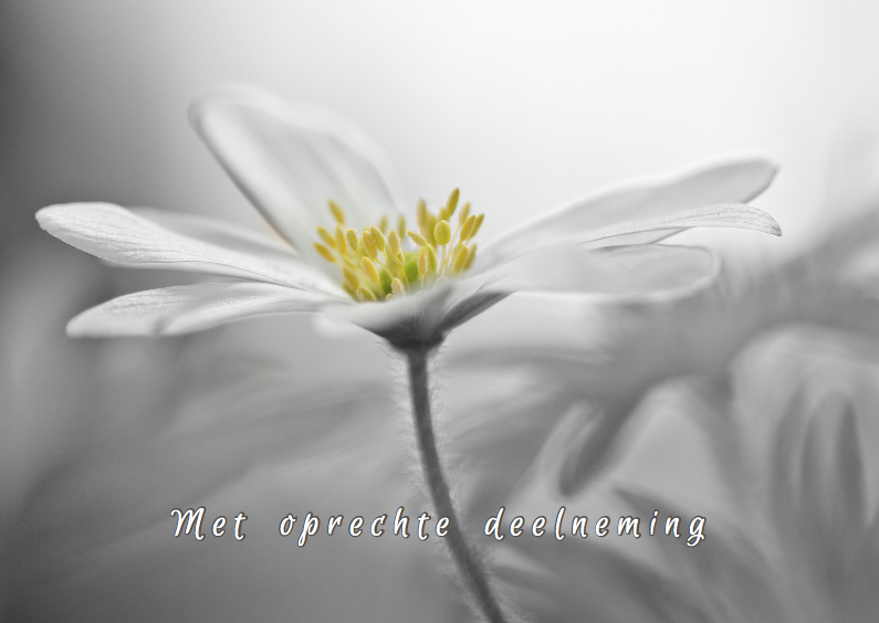 Condoleance met anemonen - Condoleancekaarten Condoleancekaarten - Condoleance met anemonen