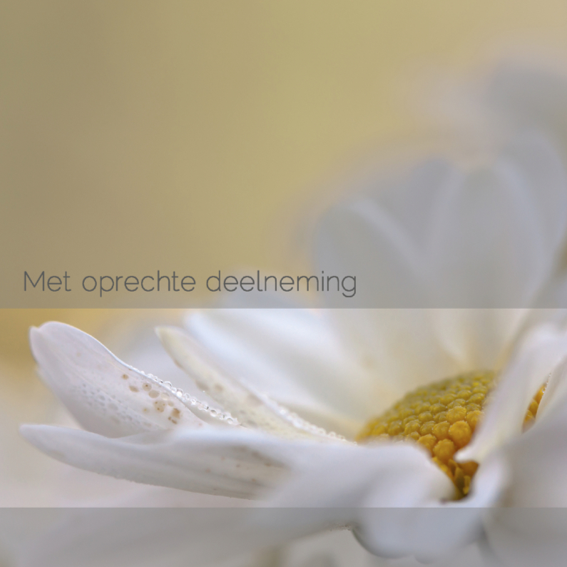 Condoleance met witte chrysant - Condoleancekaarten Condoleancekaarten - Condoleance met witte chrysant