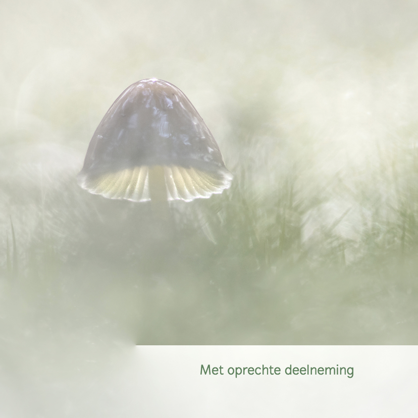 Condoleance paddenstoel/herfst - Condoleancekaarten Condoleancekaarten - Condoleance paddenstoel/herfst