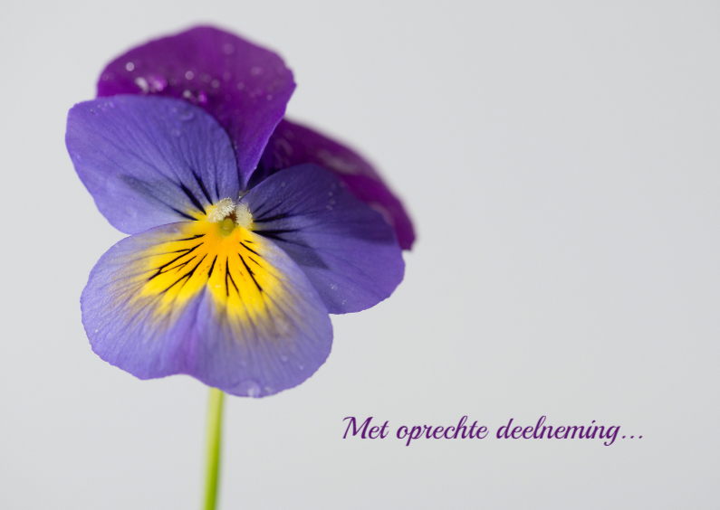 condoleance viooltje1 - Condoleancekaarten Condoleancekaarten - condoleance viooltje1