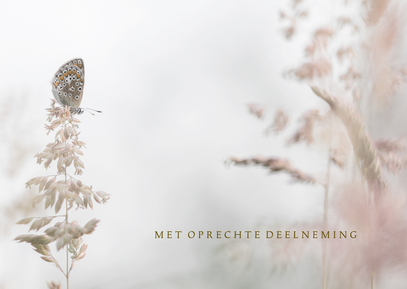 Condoleancekaarten - Condoleance vlinder en grassen