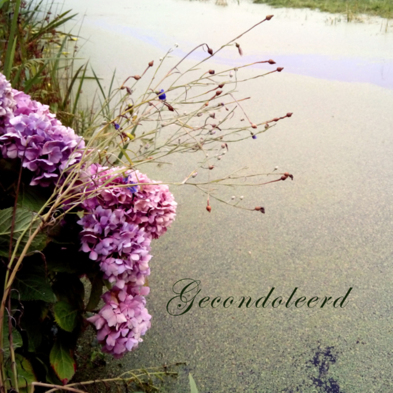 Condoleancekaart - Hortensia bij een sloot - Condoleancekaarten Condoleancekaarten - Condoleancekaart - Hortensia bij een sloot