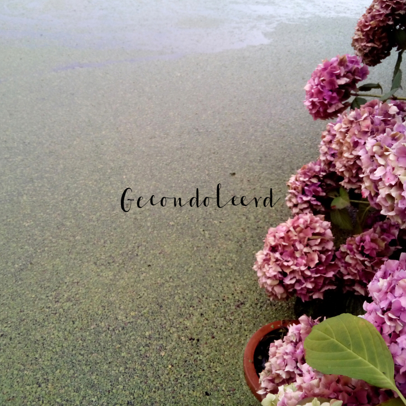 Condoleancekaart, Hortensia's langs de sloot - Condoleancekaarten Condoleancekaarten - Condoleancekaart, Hortensia's langs de sloot