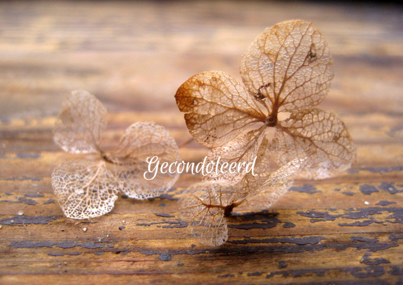 Condoleancekaart, Lichaam en ziel- hortensia foto - Condoleancekaarten Condoleancekaarten - Condoleancekaart, Lichaam en ziel- hortensia foto