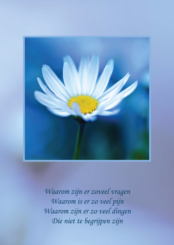 Condoleancekaart Madeliefje - Condoleancekaarten Condoleancekaarten - Condoleancekaart Madeliefje