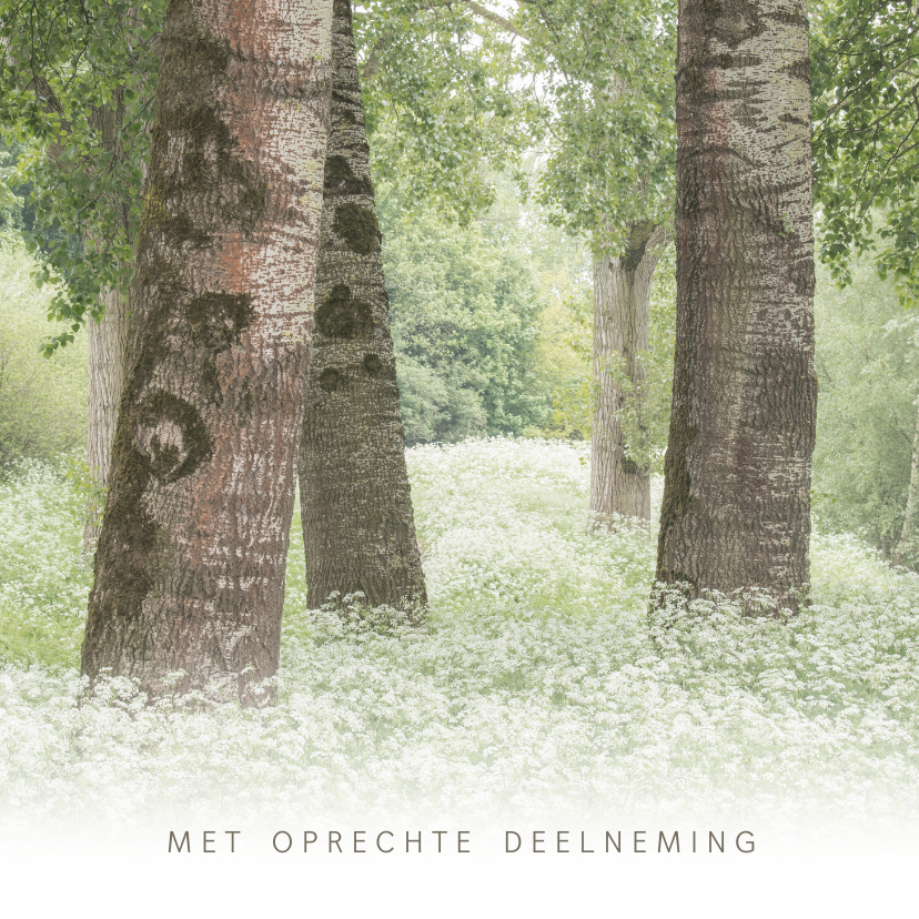 Condoleancekaart met bomen - Condoleancekaarten Condoleancekaarten - Condoleancekaart met bomen