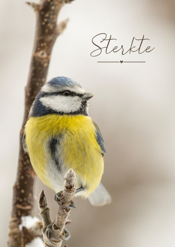 Condoleancekaarten - Condoleancekaart met pimpelmees op tak in de winter