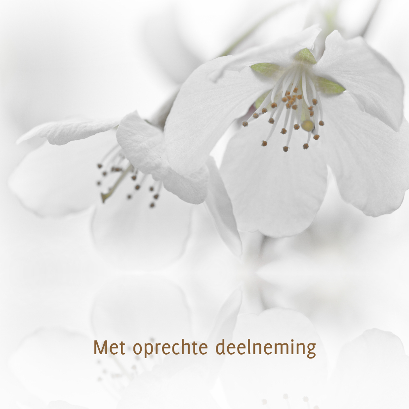 Condoleancekaarten - Condoleancekaart met witte bloesem
