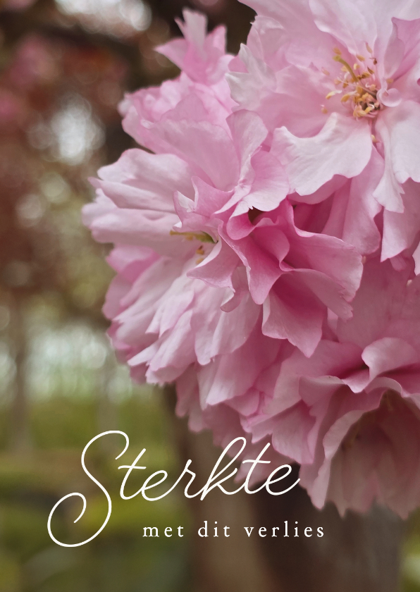 Condoleancekaarten - Condoleancekaart prunus sterkte met dit verlies