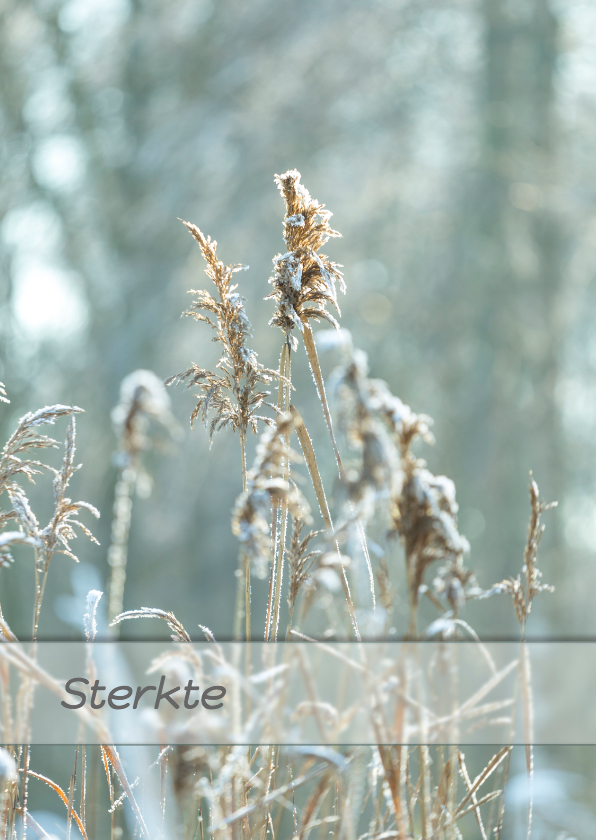 Condoleancekaart riet - MM - Condoleancekaarten Condoleancekaarten - Condoleancekaart riet - MM