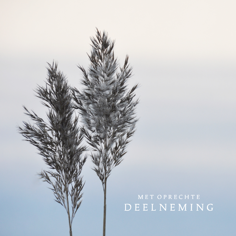 Condoleancekaarten - Condoleancekaart riethalmen met neutrale achtergrond