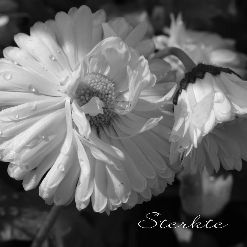 Condoleancekaart witte bloem dauwdruppels - SK - Condoleancekaarten Condoleancekaarten - Condoleancekaart witte bloem dauwdruppels - SK